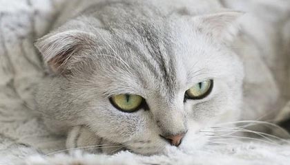 开云网址入口-足球电子竞技联赛启动线上选拔通道，足协举办电竞足球队选拔